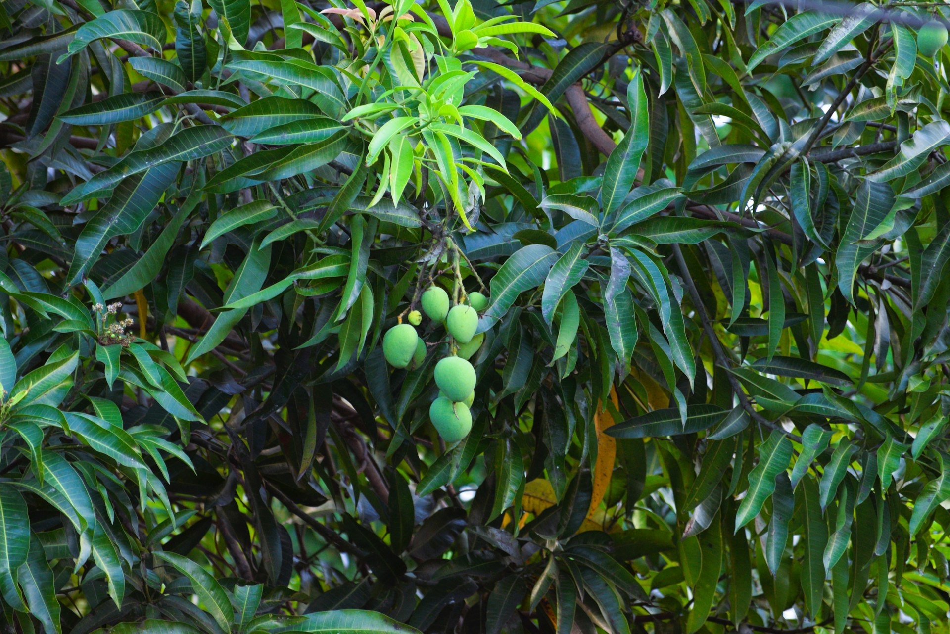 Mango tree with green mangoes in view.